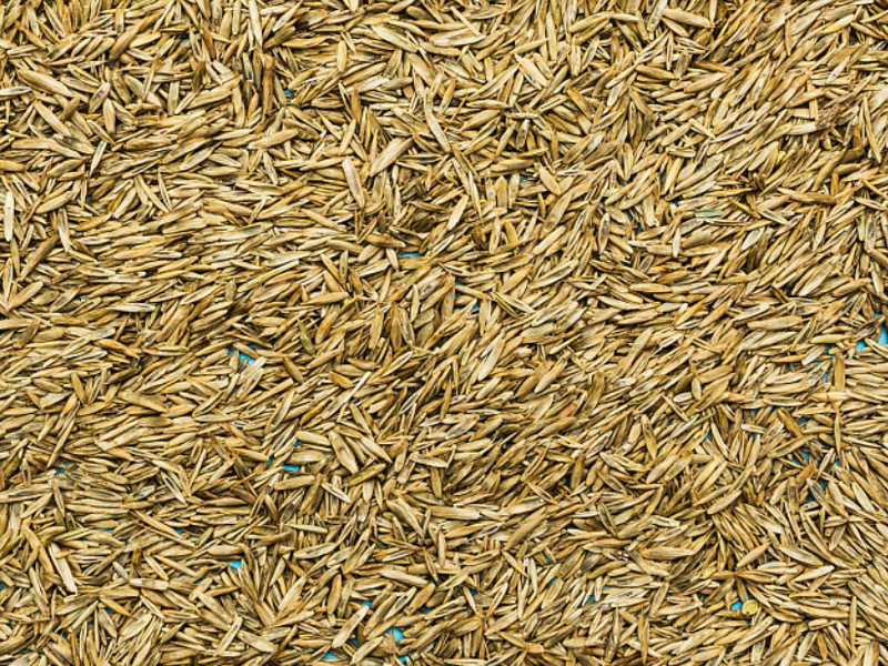 grass seeds